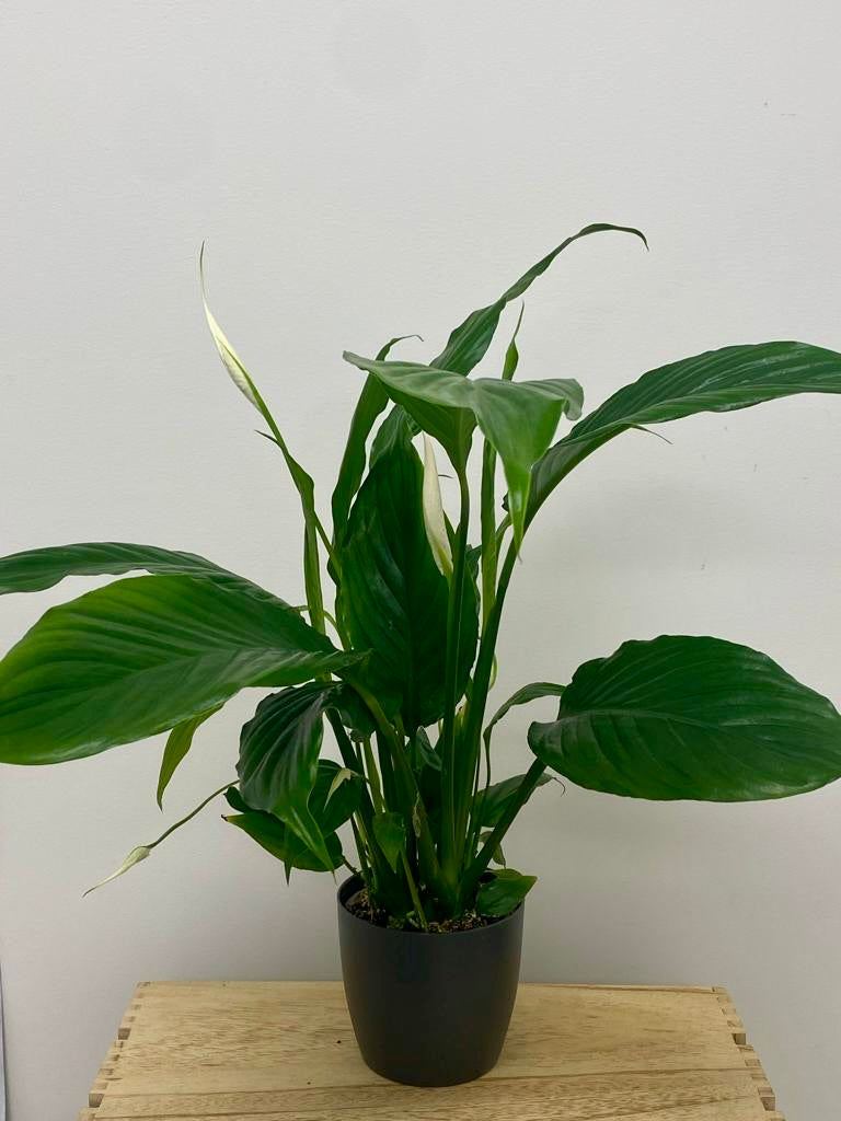 Spathiphyllum Chopin - Peace Lily 10.5cm