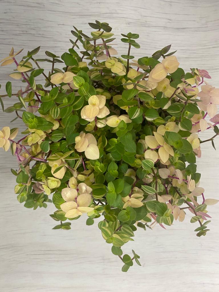 Callisia Repens 'Pink Bubbles'