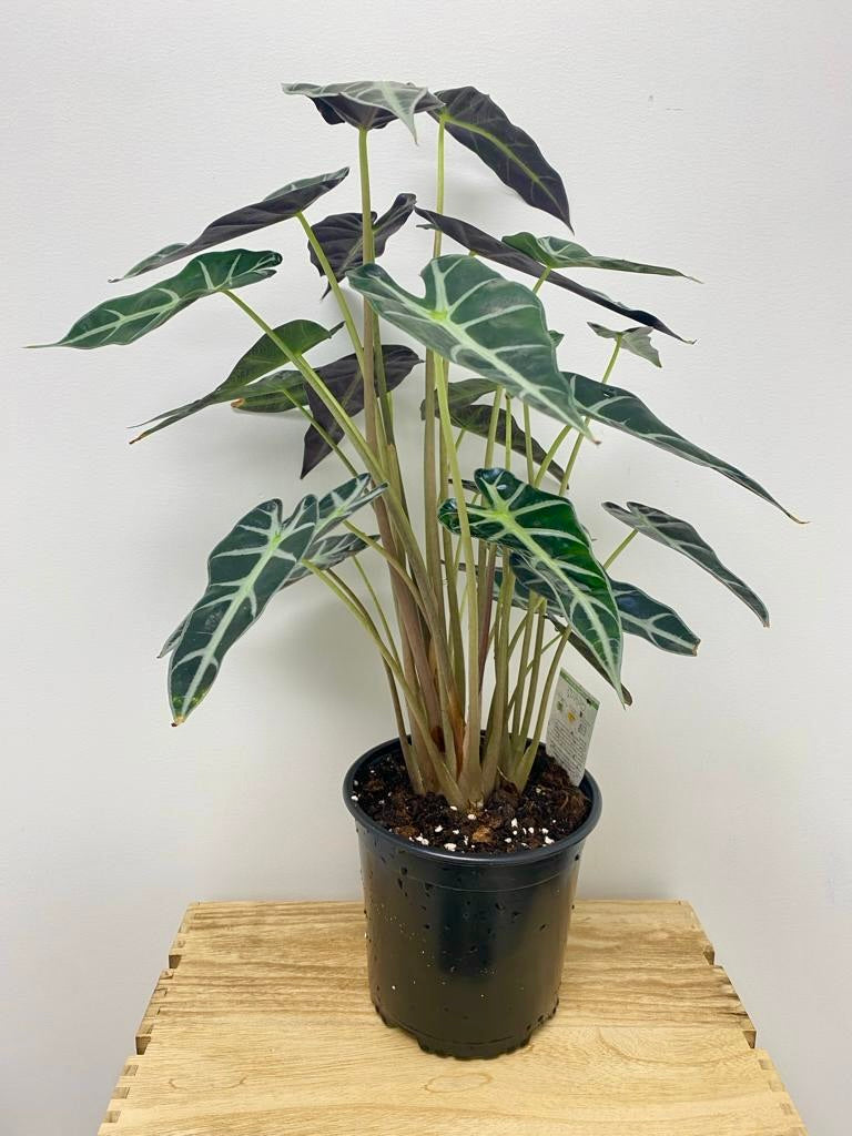 Alocasia Bambino