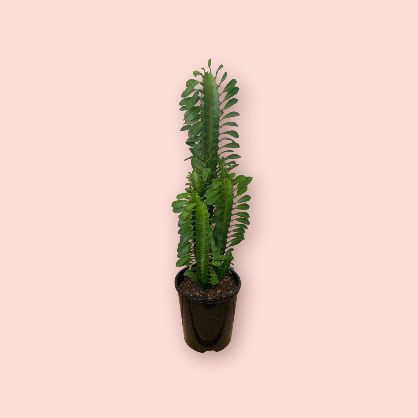 Euphorbia Trigona 1.3 litre