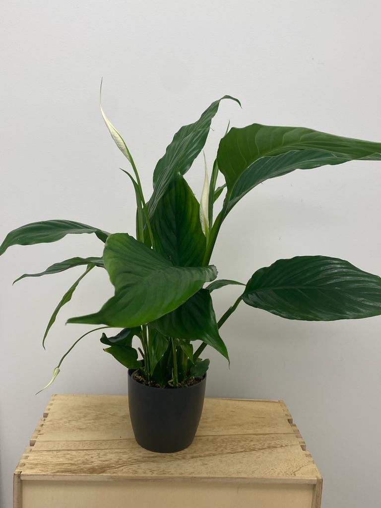 Spathiphyllum Chopin - Peace Lily 10.5cm