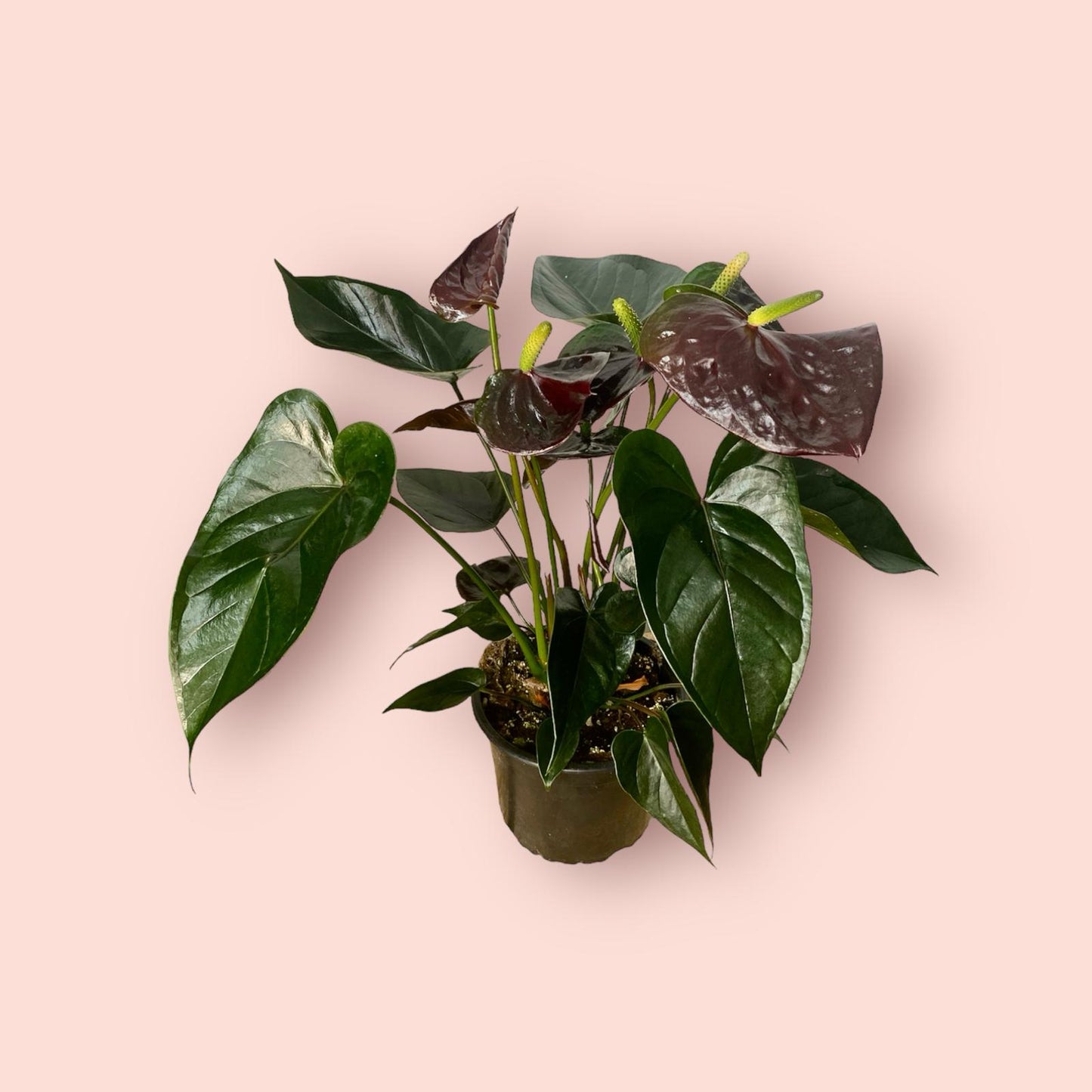 Anthurium Black Paris 14cm