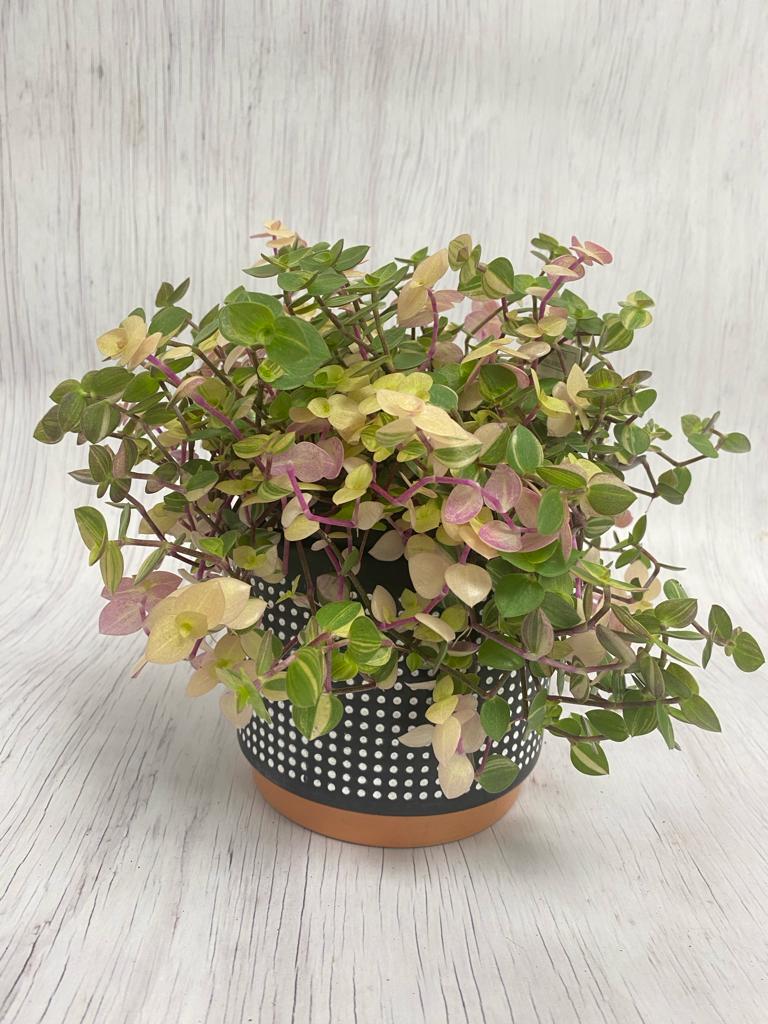 Callisia Repens 'Pink Bubbles'