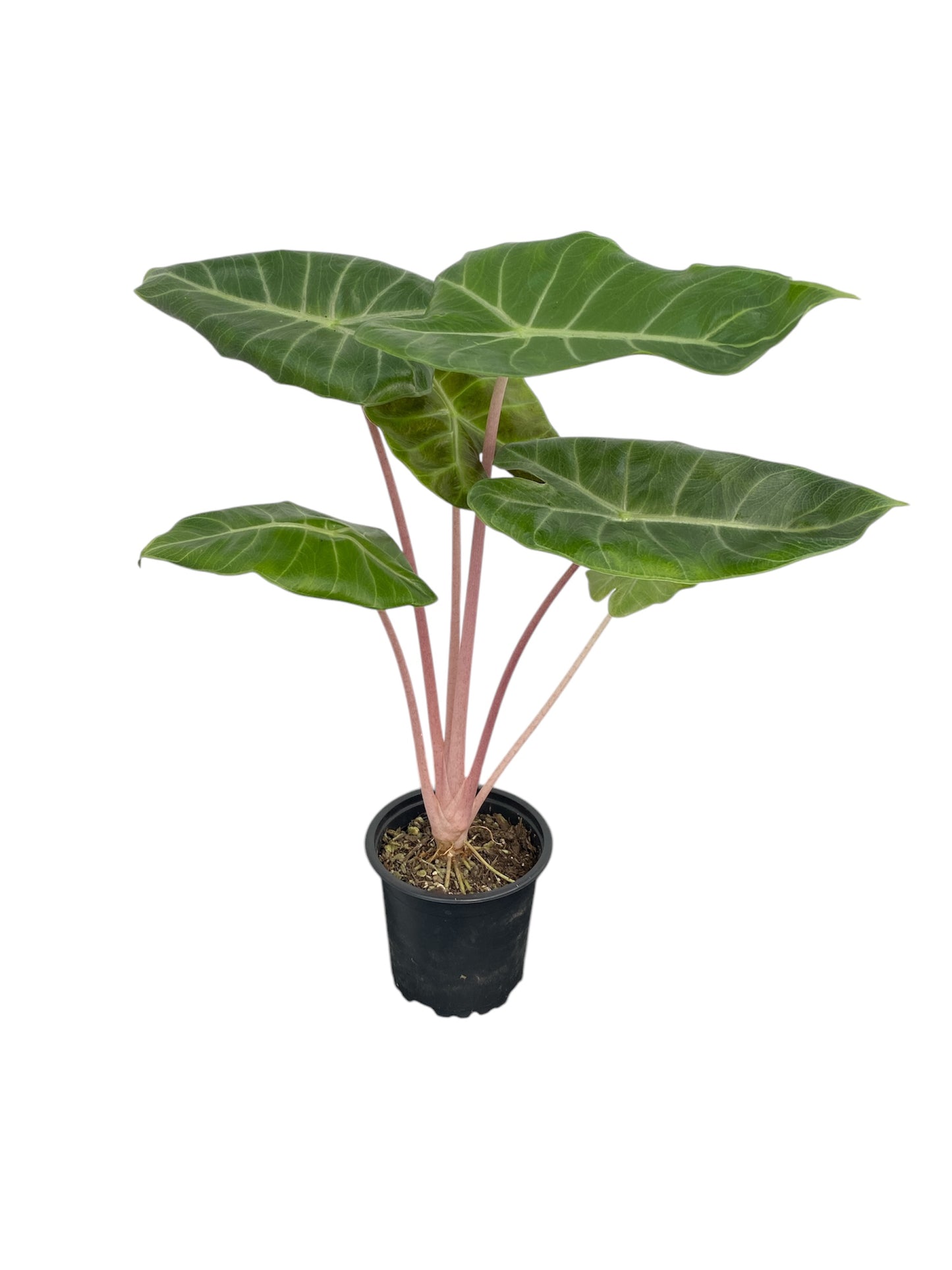 Alocasia Pink Dragon 14cm