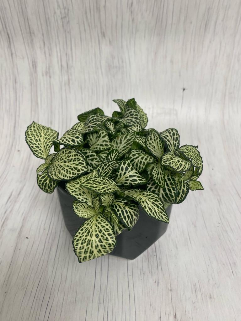 Fittonia in ceramic pot