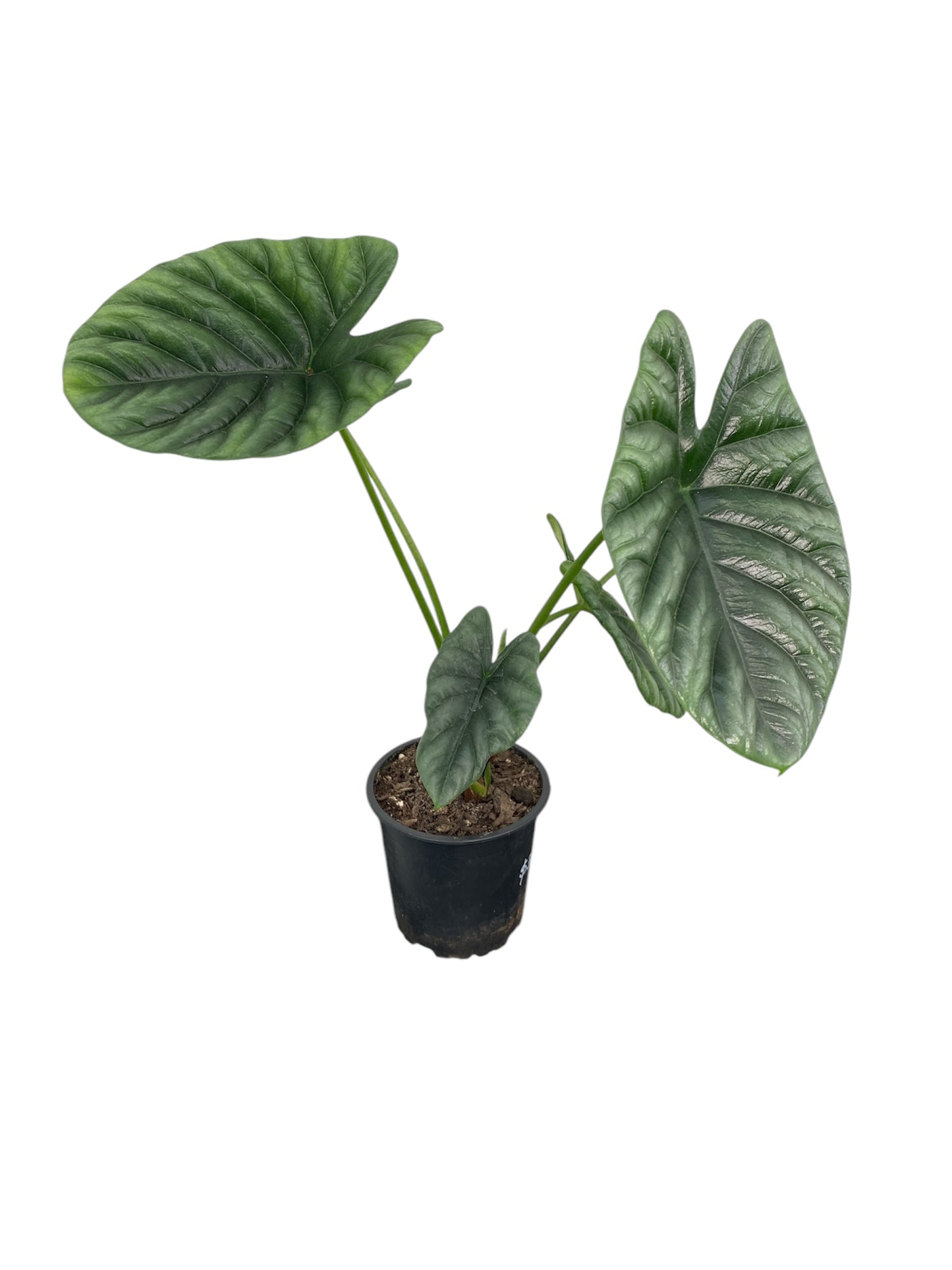 Alocasia Sinuata 12cm