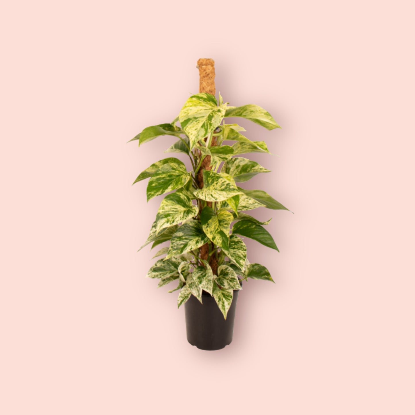 Epipremnum Marble Queen on Coir Pole 18cm