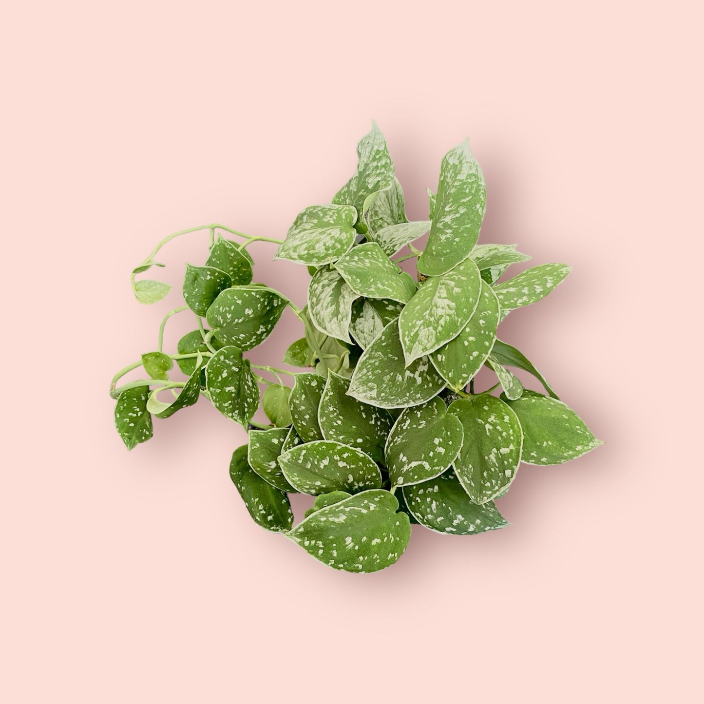 Scindapsus Exotica - Satin Pothos 12cm