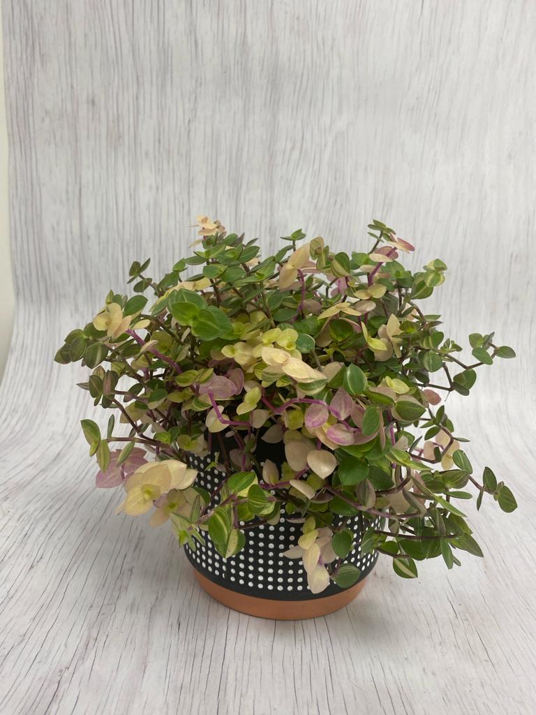 Callisia Repens 'Pink Bubbles'