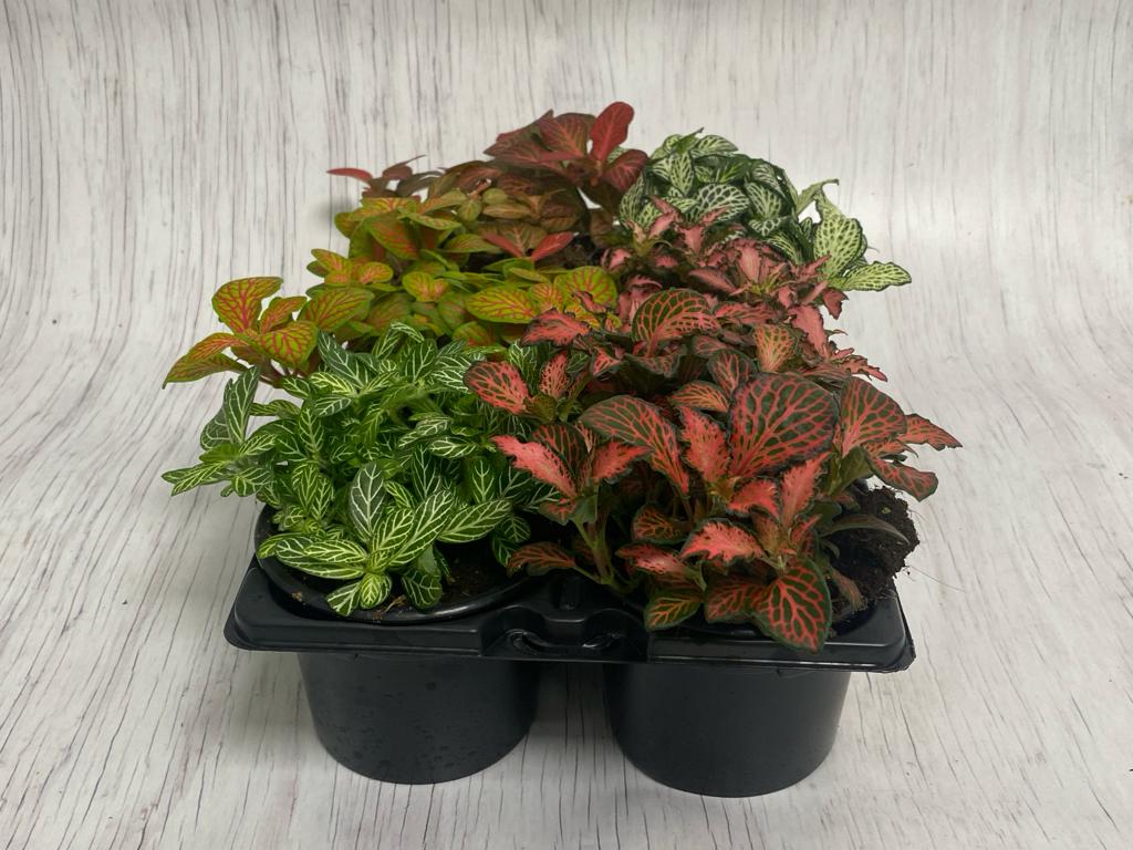 Fittonia mix pack
