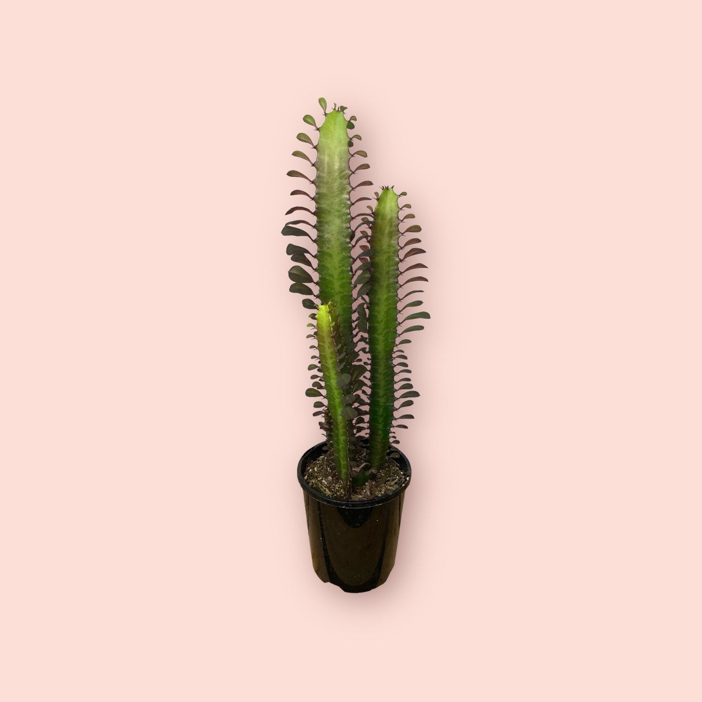 Euphorbia Trigona Purpurea 1.3 litre