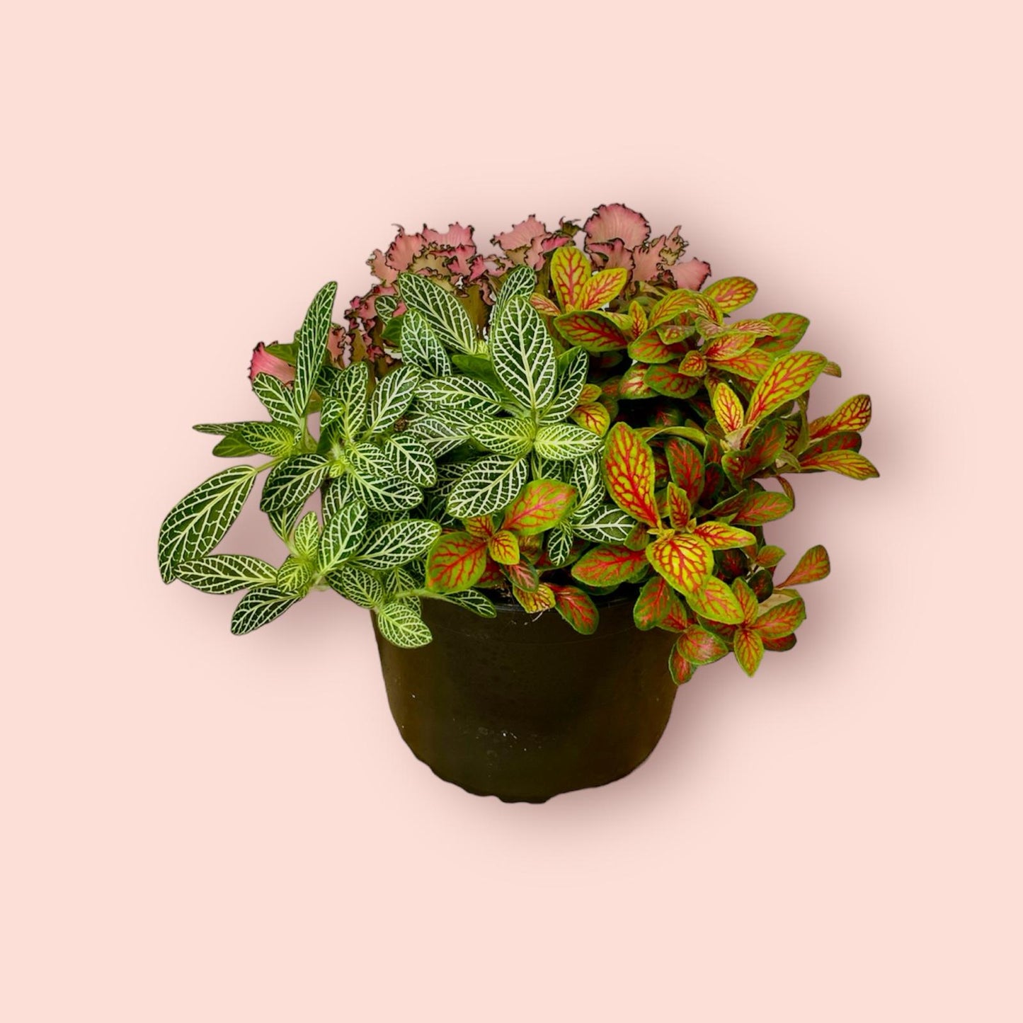 Fittonia Triple Planted 14cm