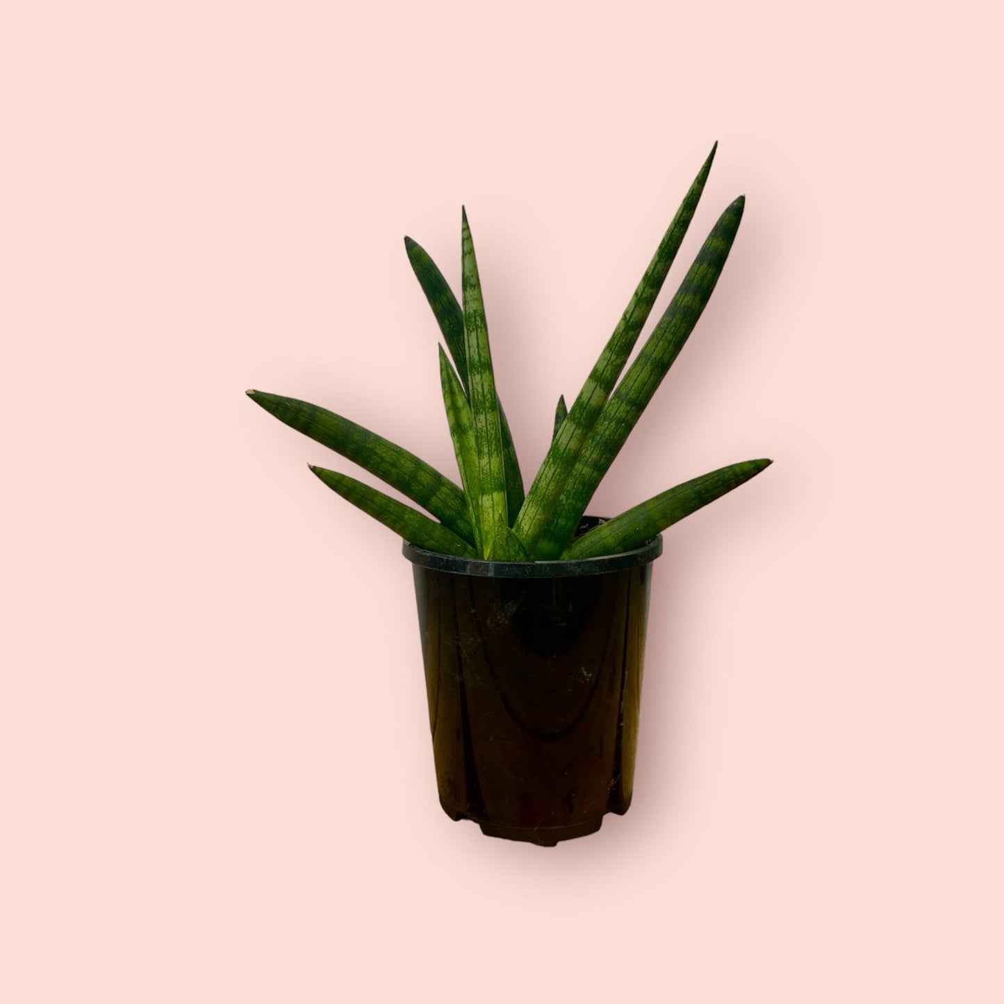 Sansevieria Cylindrica Fan 12cm