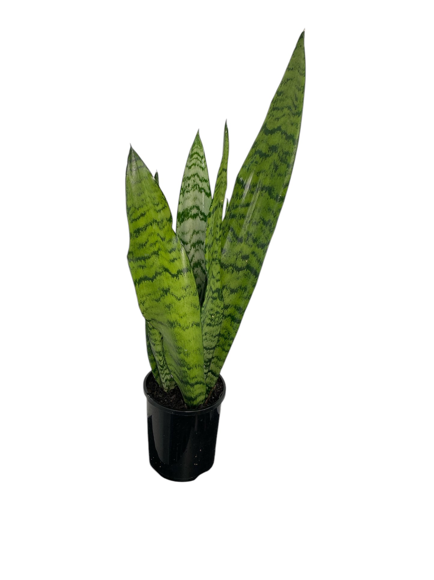 Sansevieria Black Coral 14cm