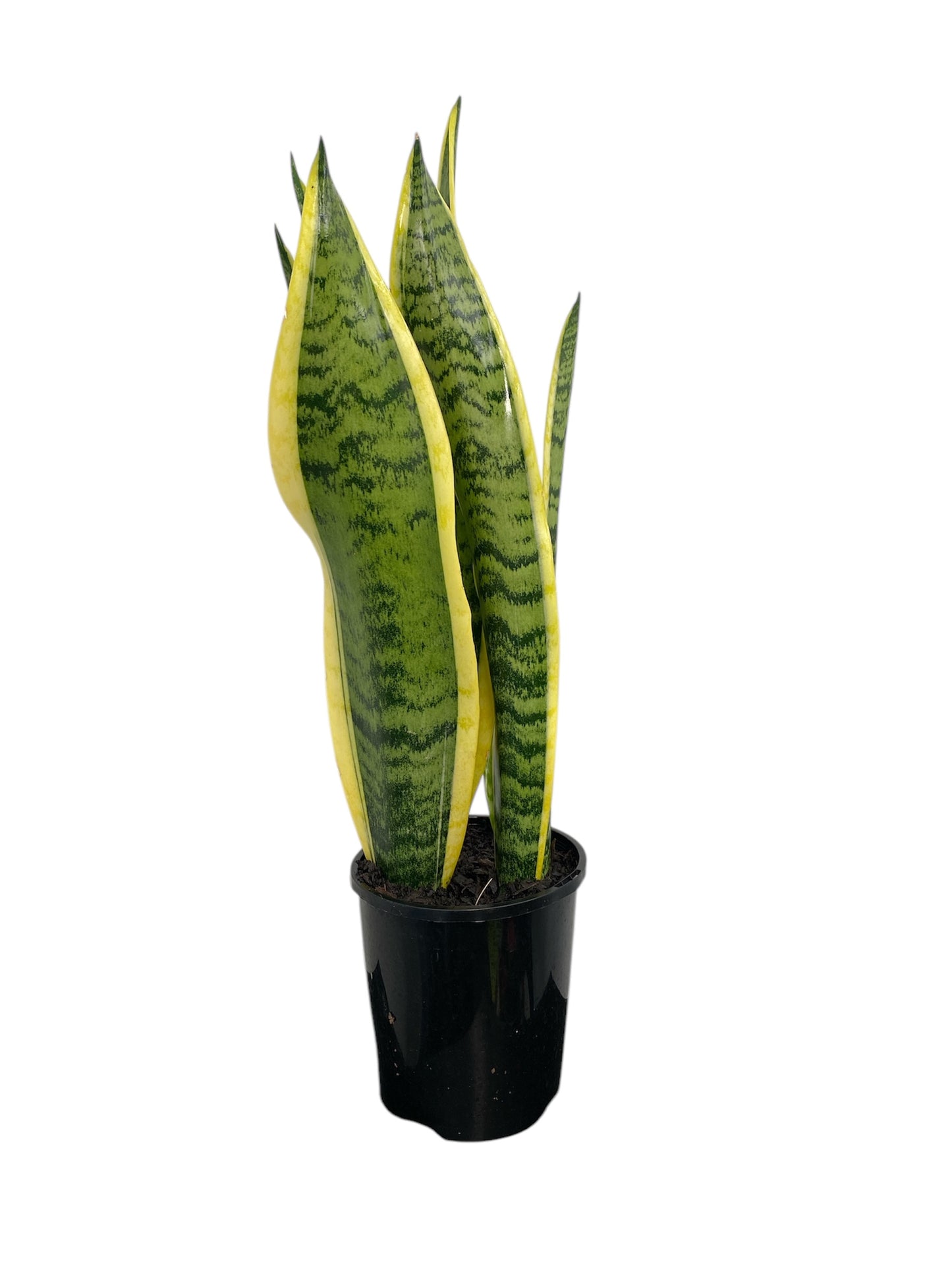 Sansevieria Variegated 14cm