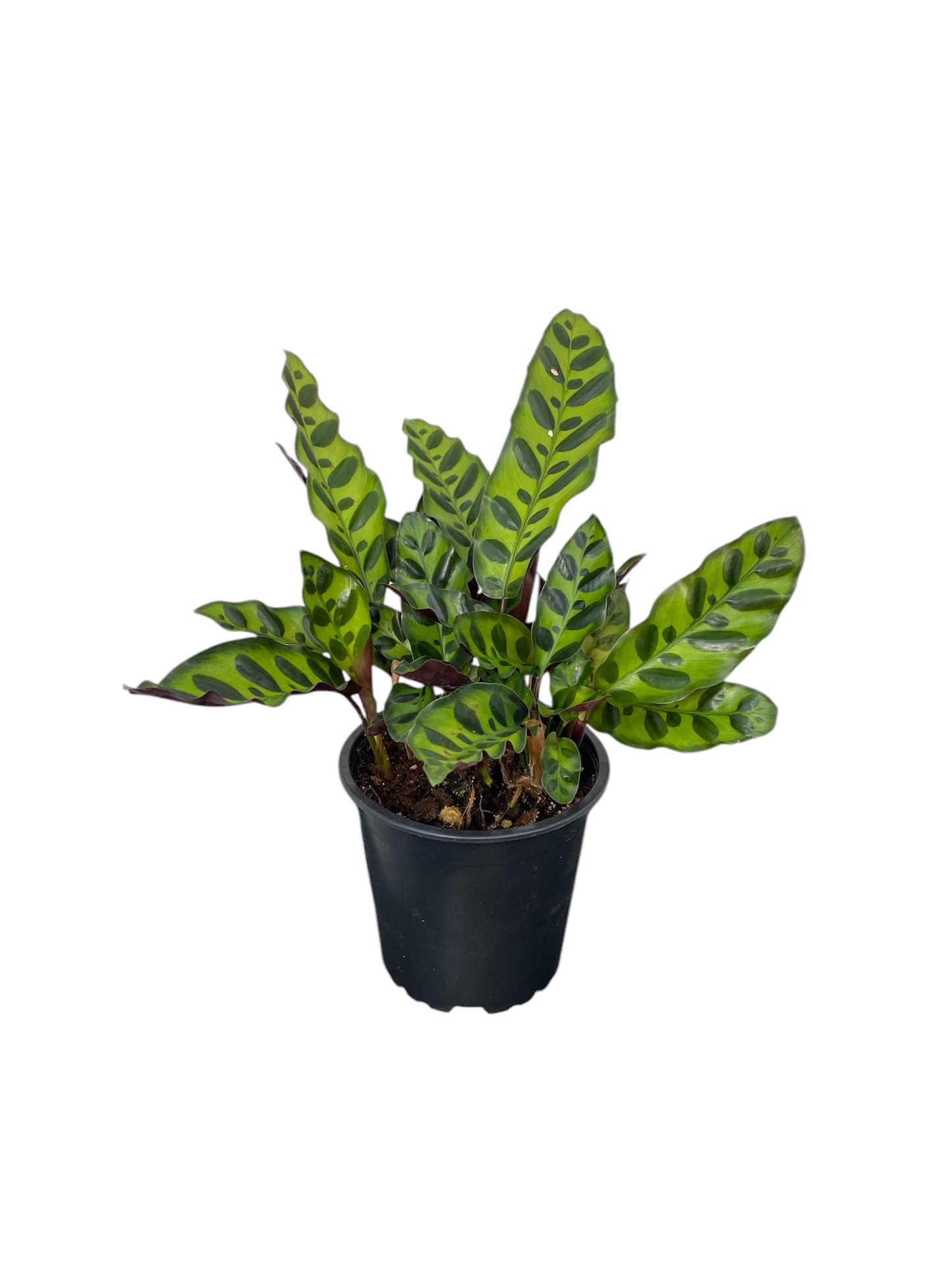 Calathea Insignis 12cm