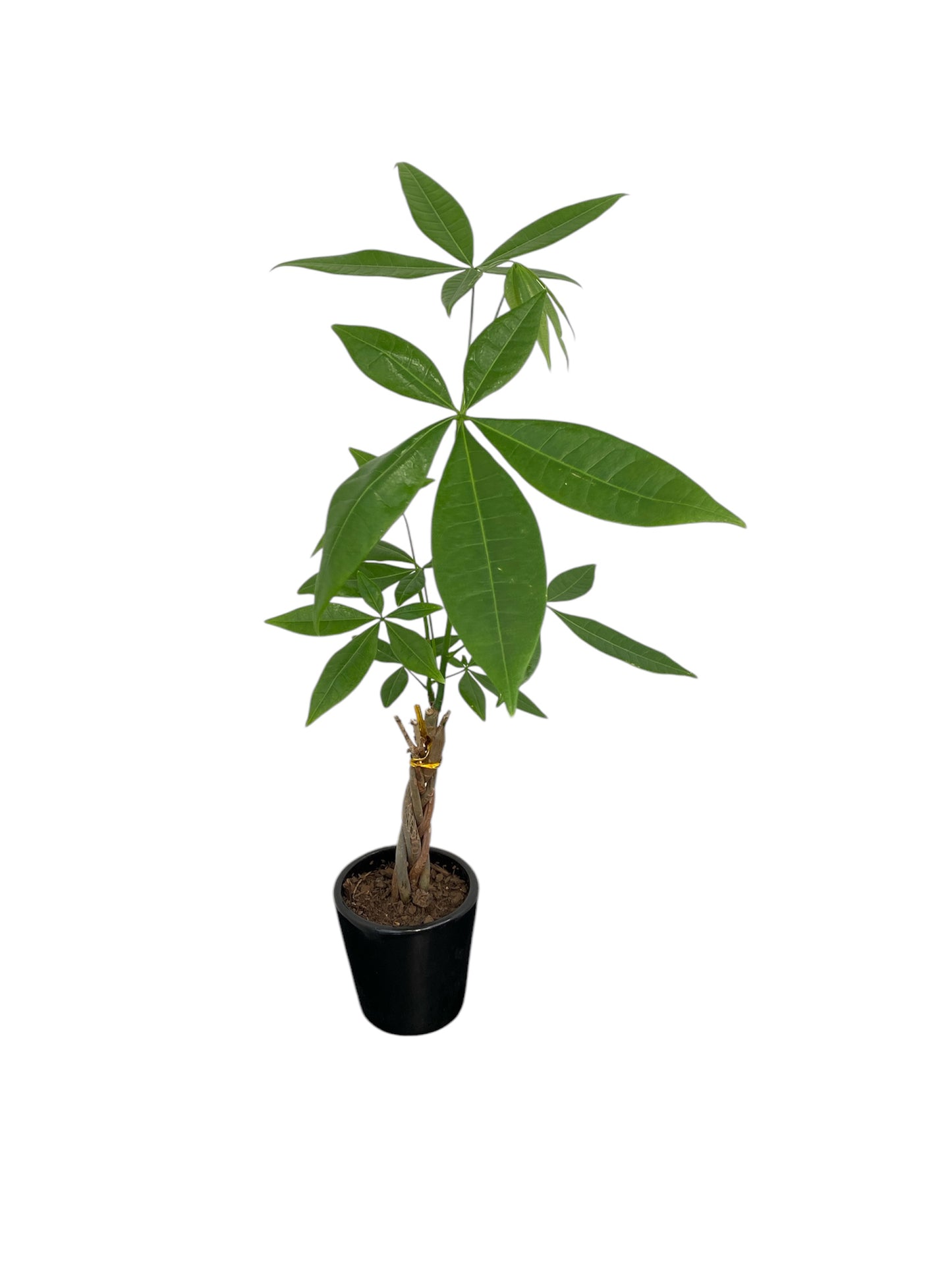 Pachira in Ceramic pot 9cm