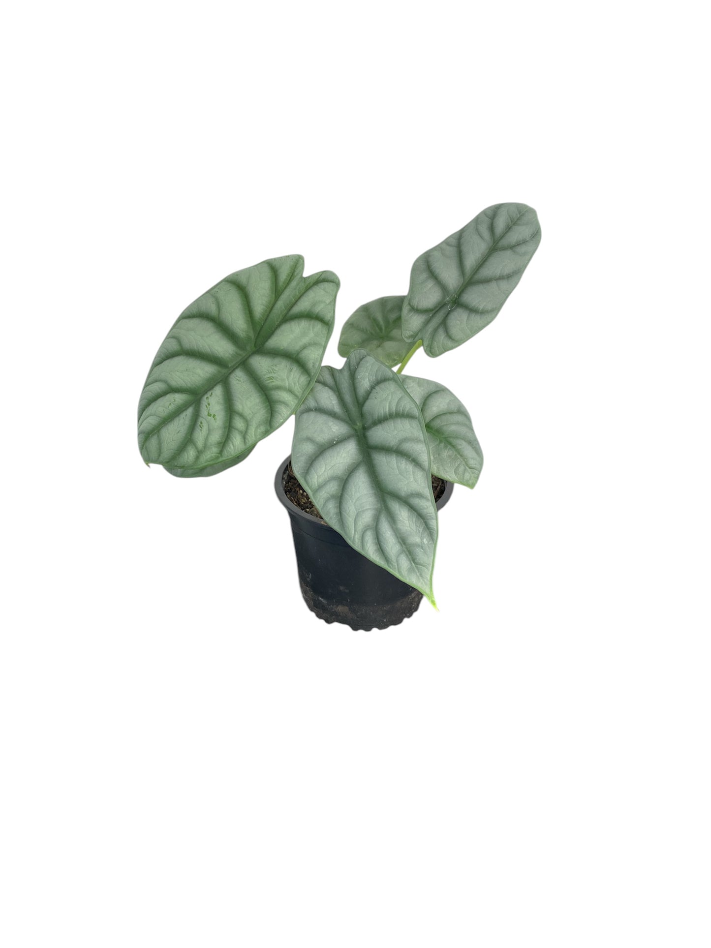 Alocasia Silver Dragon 12cm