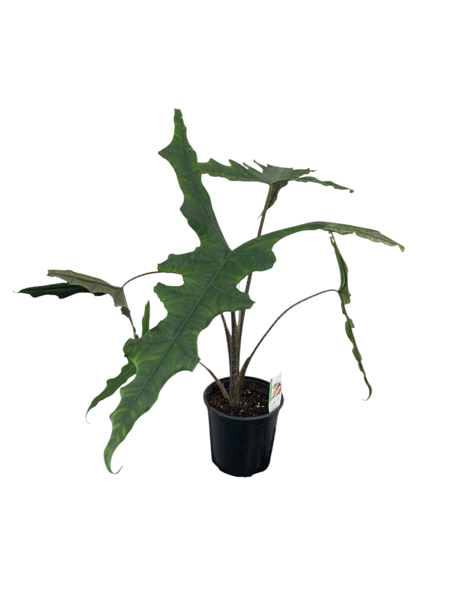 Large Alocasia Sabrina 17cm