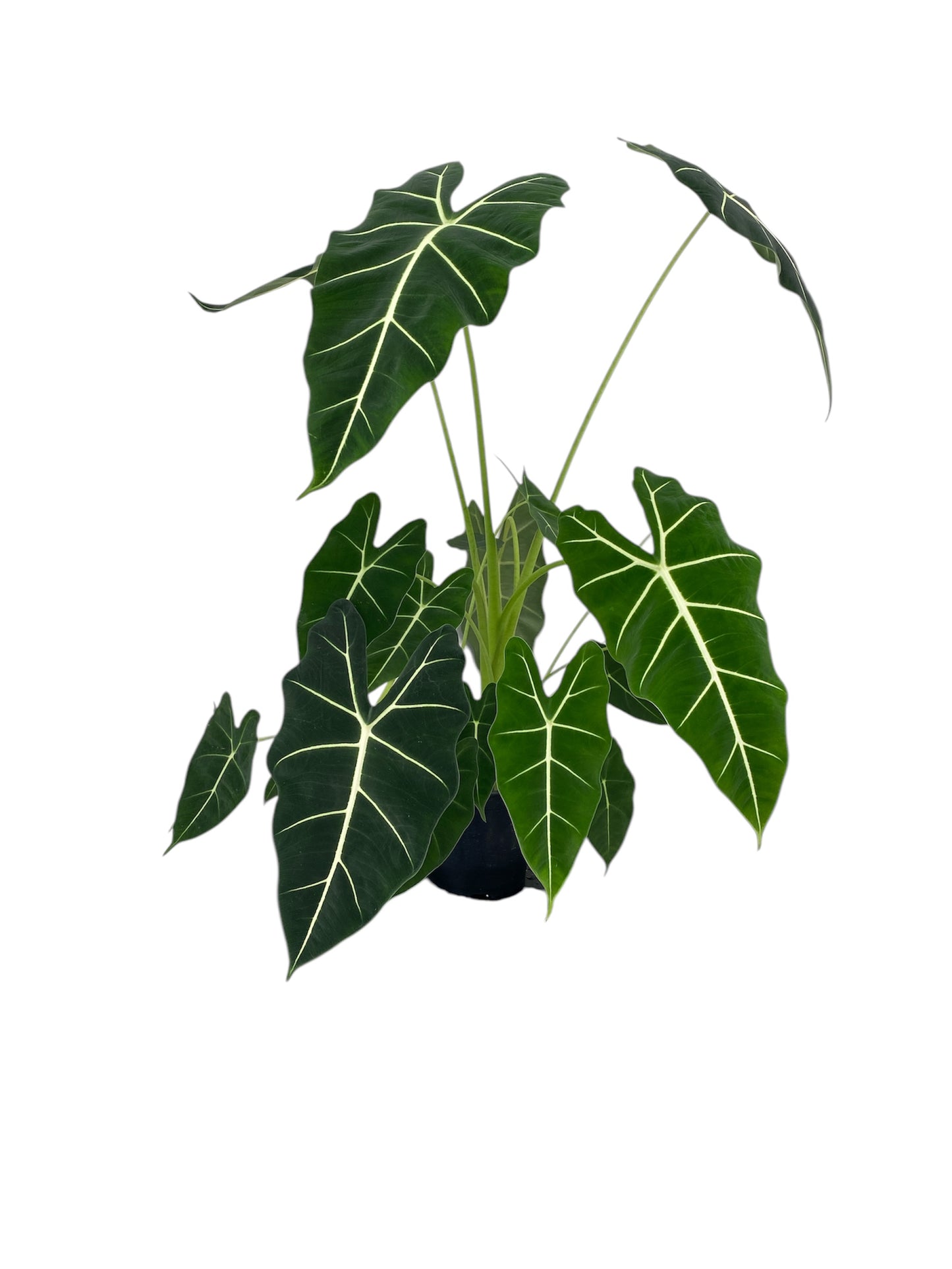 Alocasia Frydek 17cm