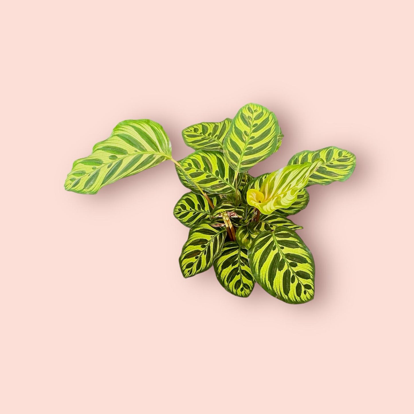 Calathea Makoyana 14cm