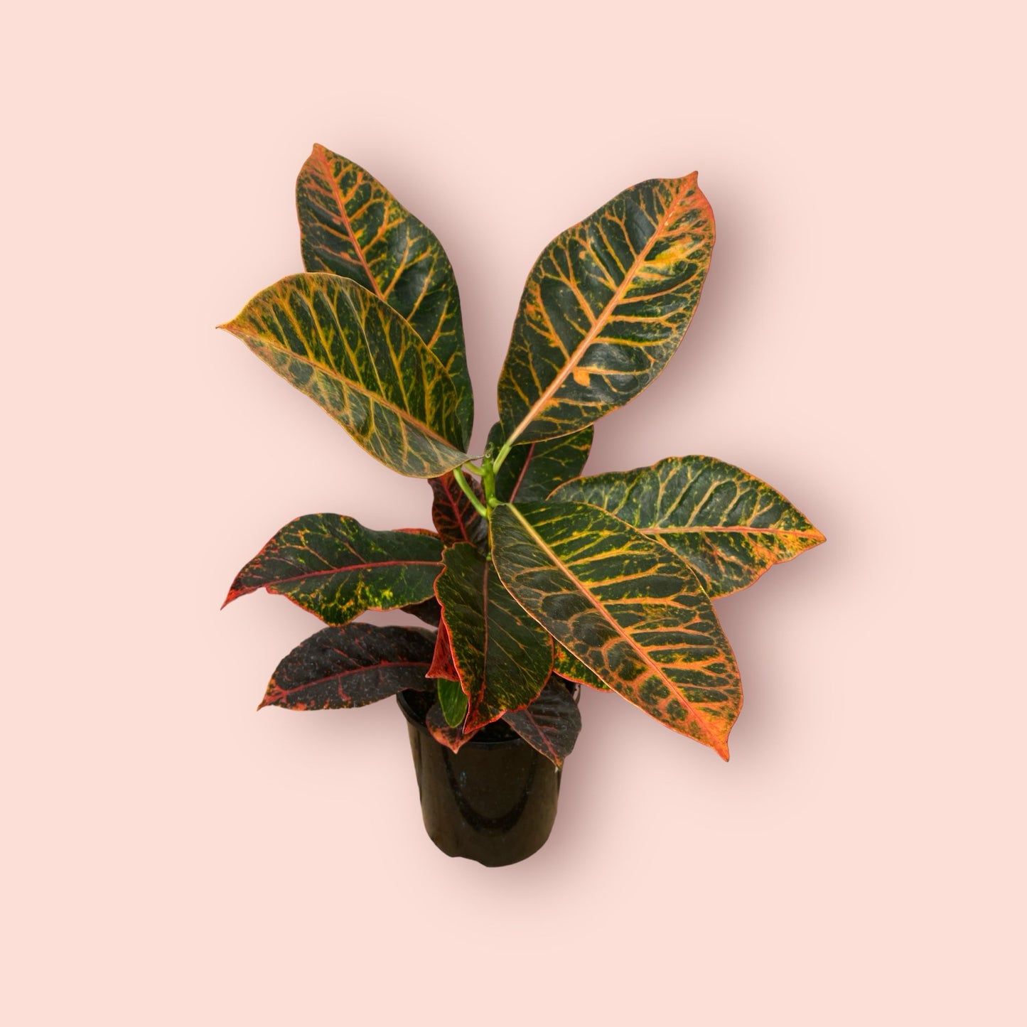 Croton Rhina 1.3 litre