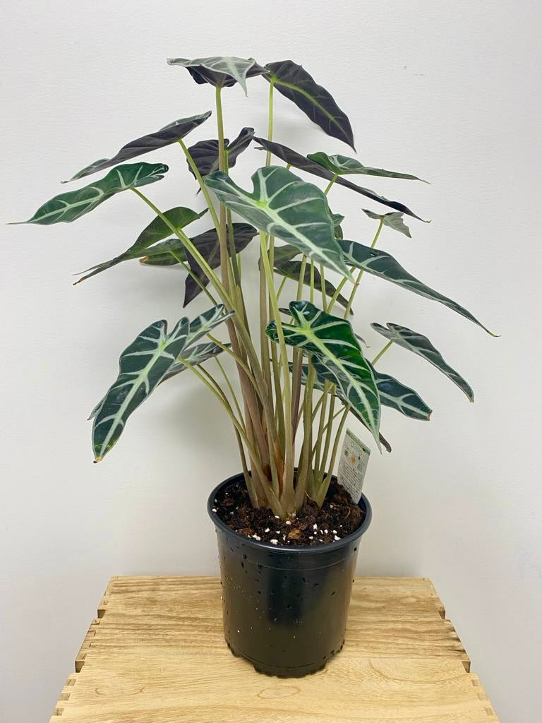 Alocasia Bambino