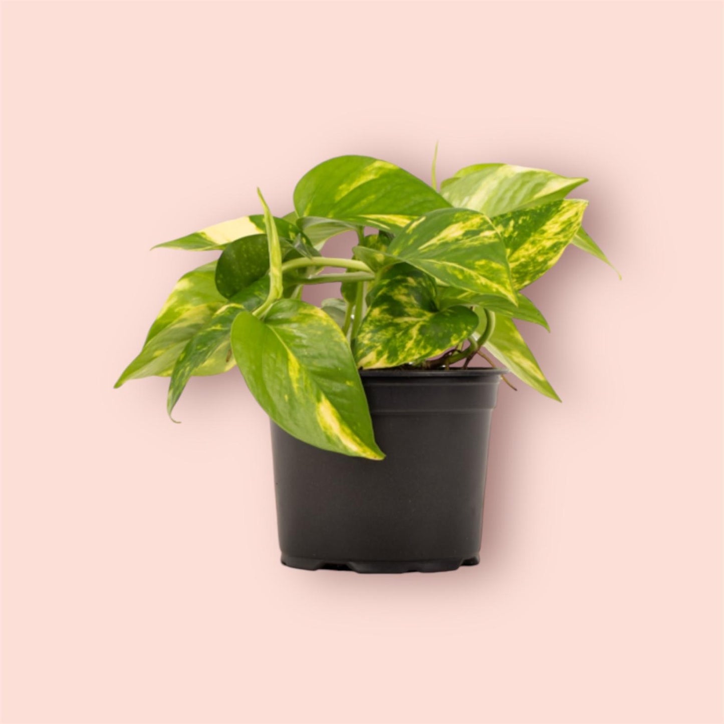 Epipremnum aureum - Golden Pothos 12cm