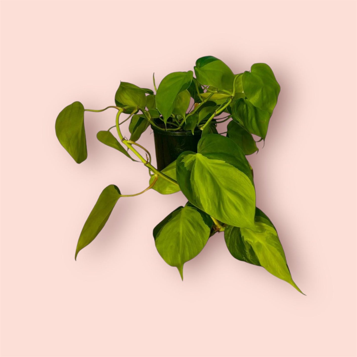 Philodendron Brasil 15cm