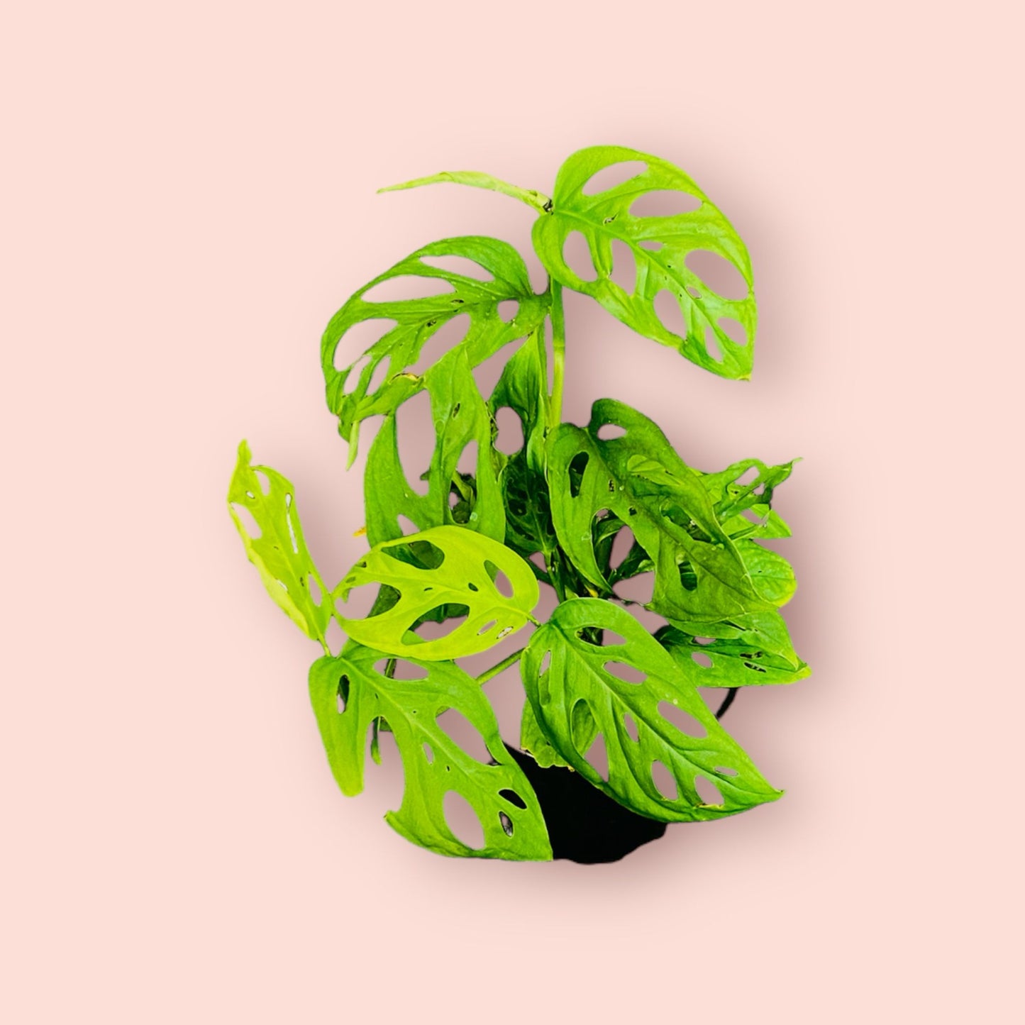 Monstera Swiss Cheese 12cm