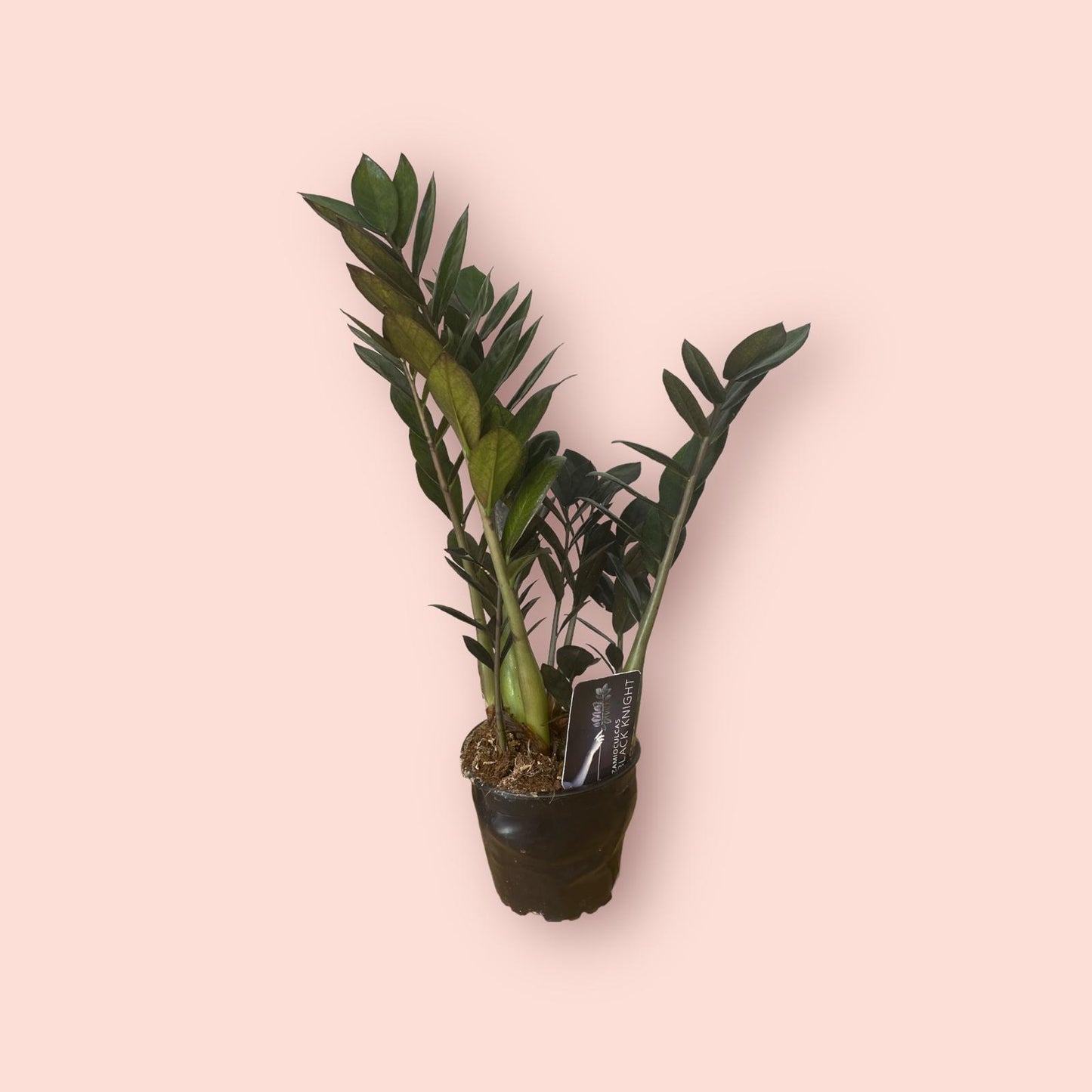 Black ZZ Plant - Zamioculcas Zamiifolia 14cm