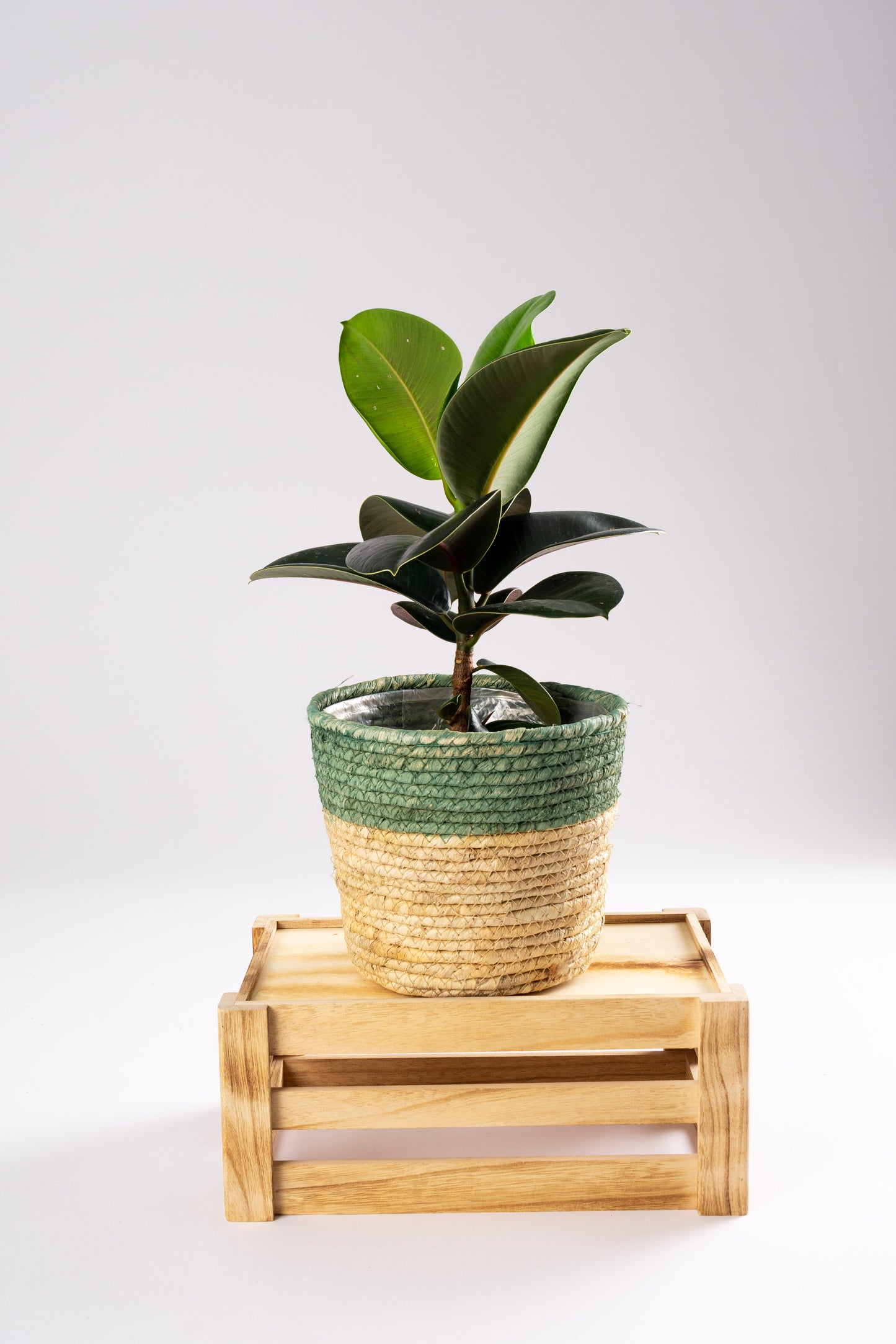 Ficus Chloe 12cm