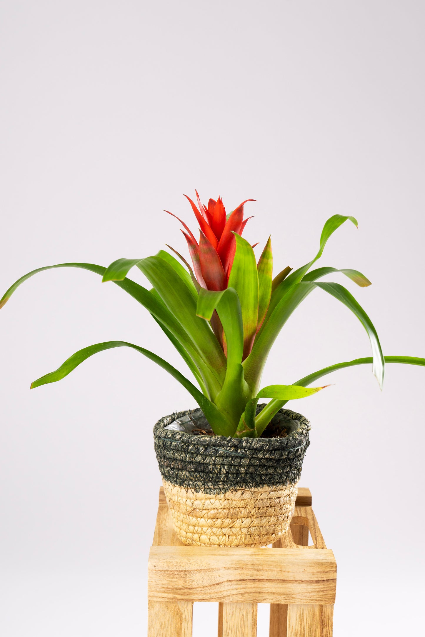 Bromeliads 12cm