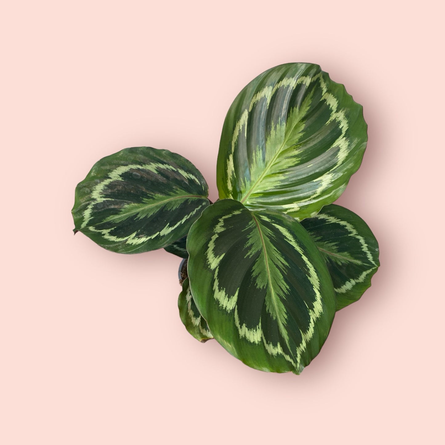 Calathea Medallion 12cm