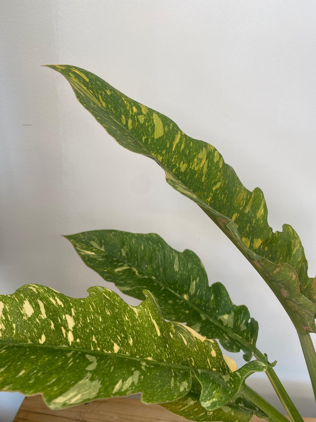 Philodendron Ring of Fire 14cm