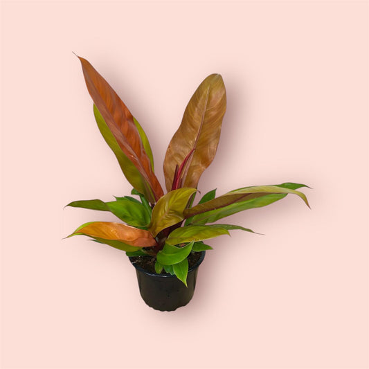 Philodendron Prince of Orange 14cm