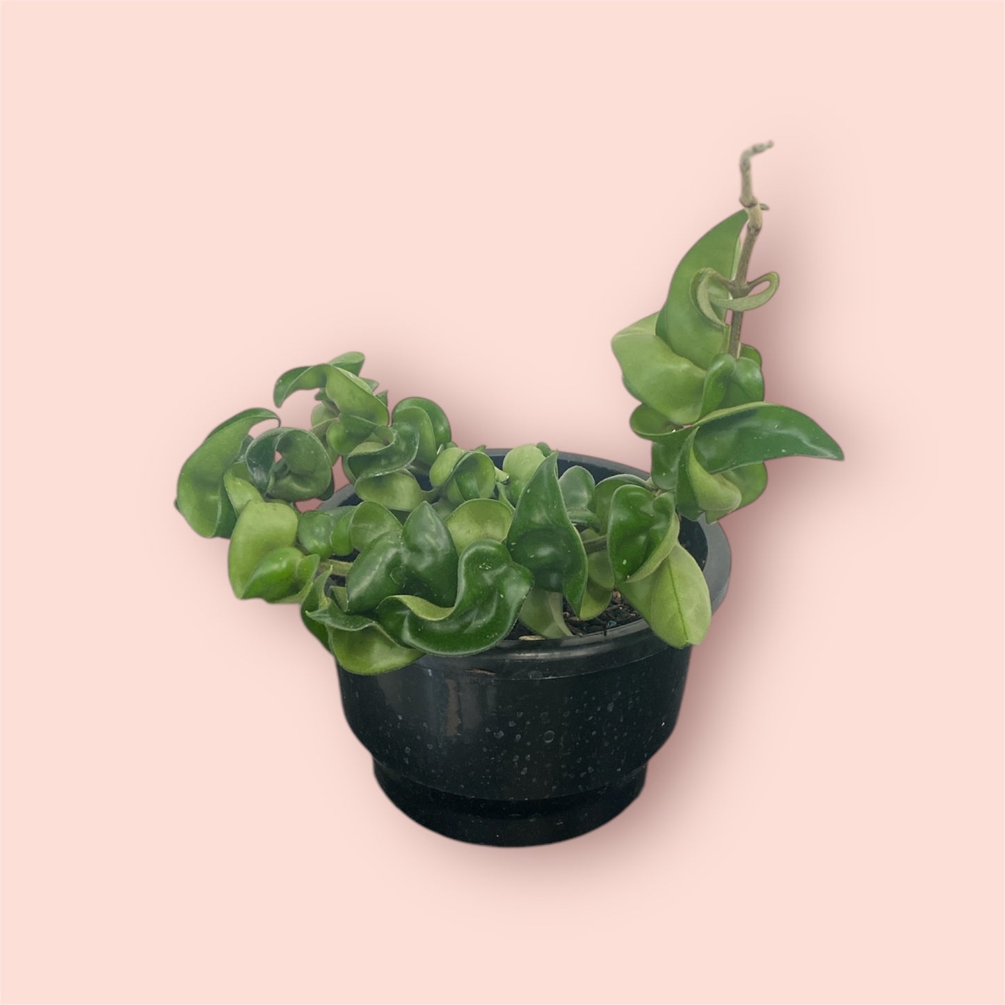 Hoya Hindu Rope - 12cm