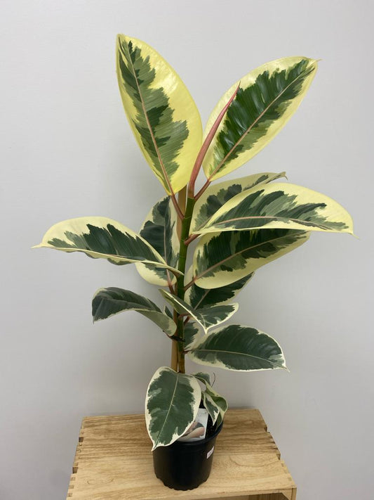 Ficus Tineke 14cm