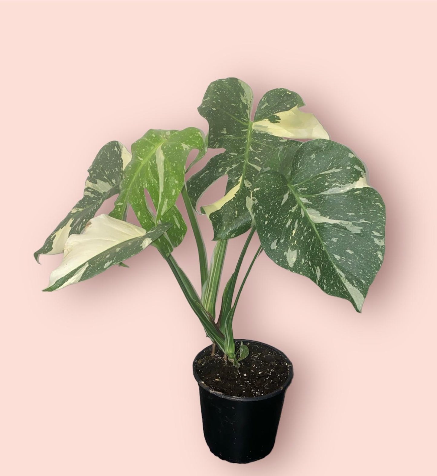 Monstera Thai Constellation 17cm