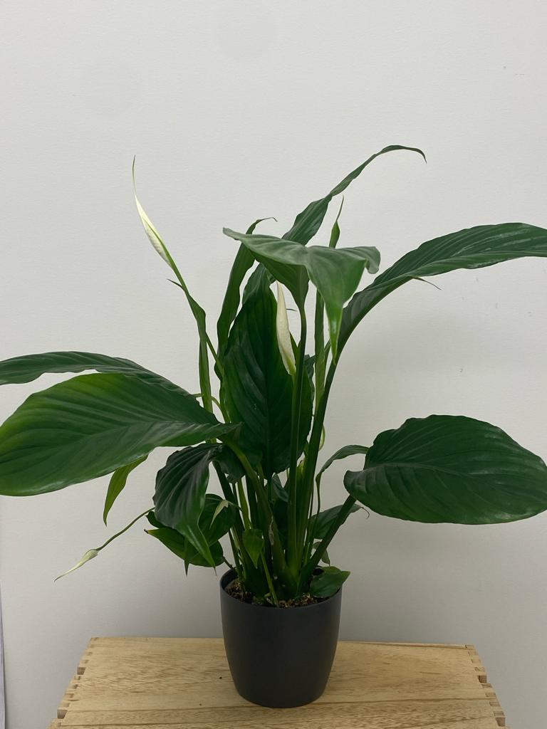 Spathiphyllum Chopin - Peace Lily