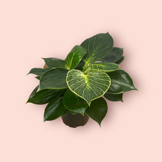 Philodendron Selloum - Birkin 12cm
