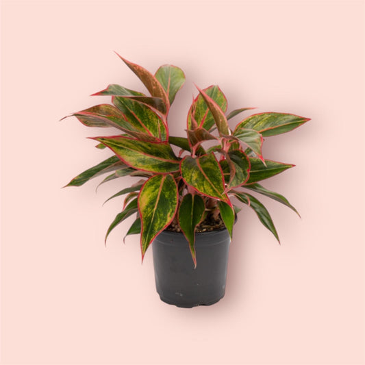 Aglaonema Siam Aurora 12cm