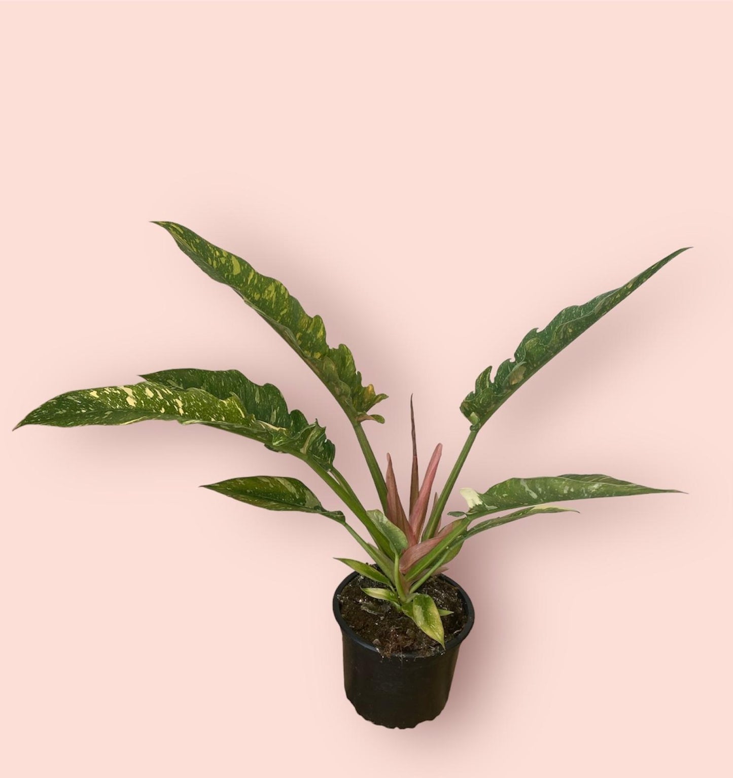 Philodendron Ring of Fire 14cm