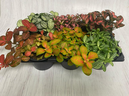 Fittonia mix pack