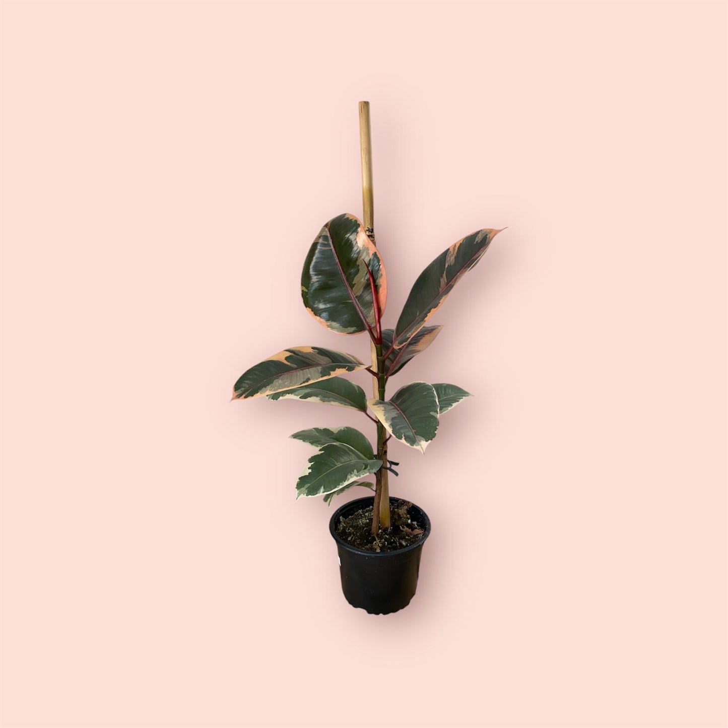 Ficus Ruby 14cm