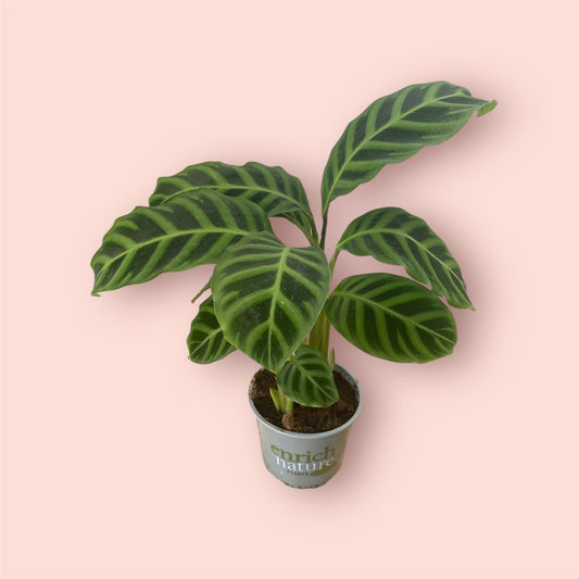 Calathea Zebrina 12cm