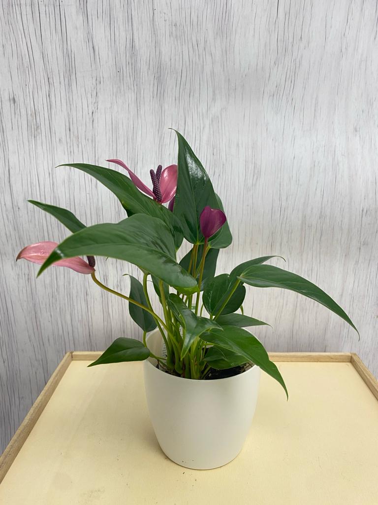 Anthurium Zizou