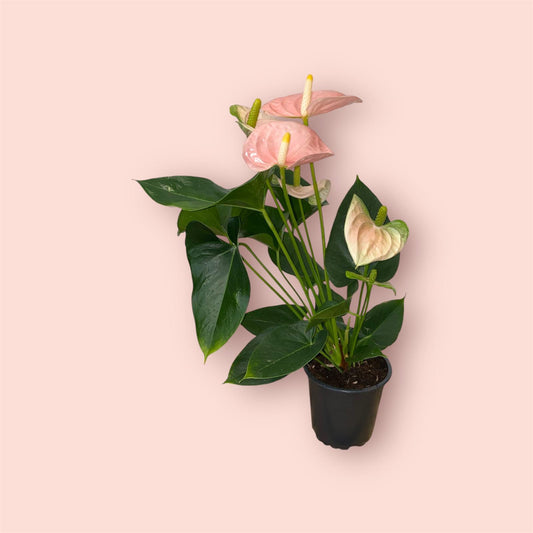 Anthurium Arisa Pink 12cm