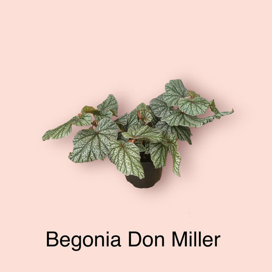 Begonia Don Miller 12cm