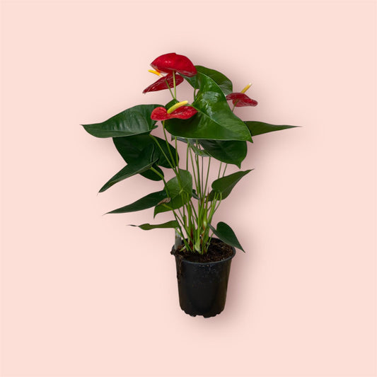 Anthurium Royal Red 12cm